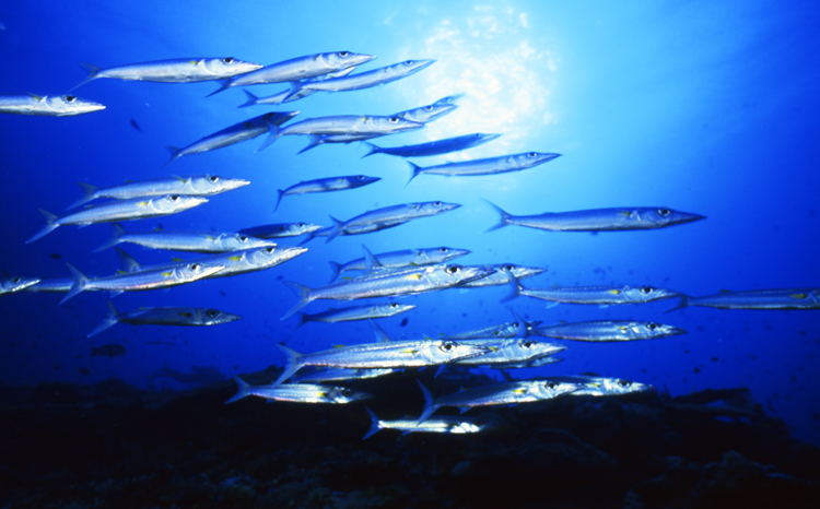 DIVING;UNDERWATER;papua new guinea;schools;barracuda;F1149_FACTOR_50C 35